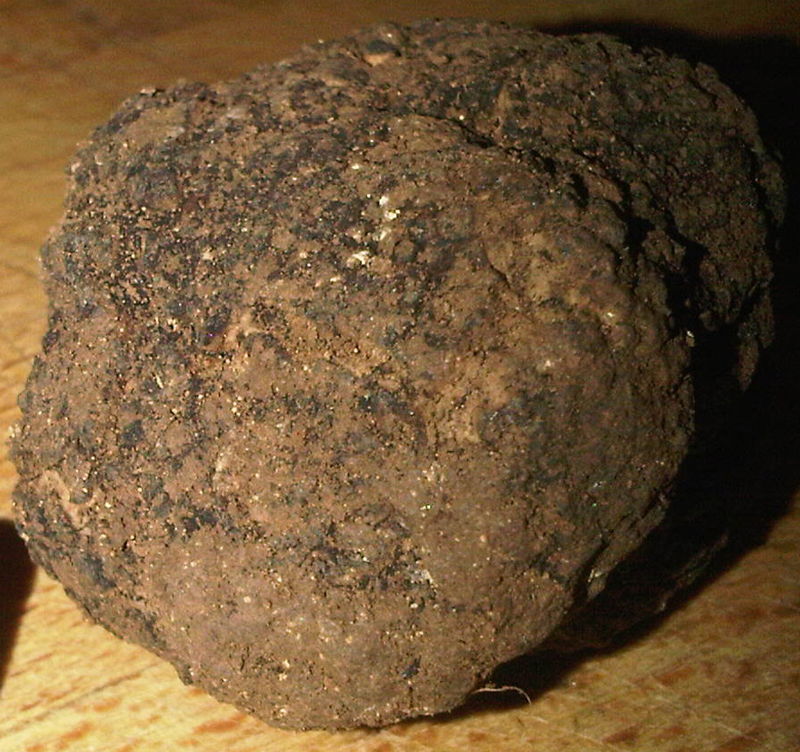 Aurelio_Gómez-Miranda_bloG-M_El_Hombre_y_la_Trufa_Soria_Ejemplar_Trufa_Negra_Tuber_Melanosporum