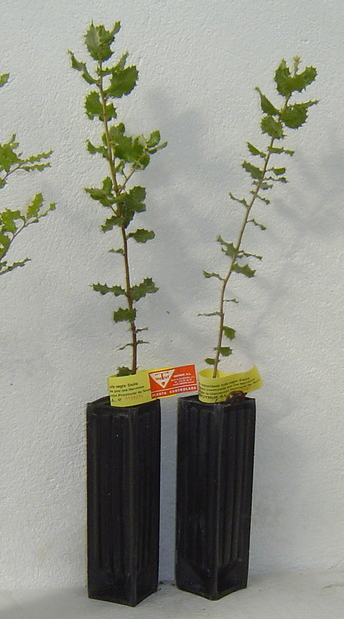 Aurelio_Gómez-Miranda_bloG-M_El_Hombre_y_la_Trufa_Soria_Plantón_Micorrizado_MIcorrizar