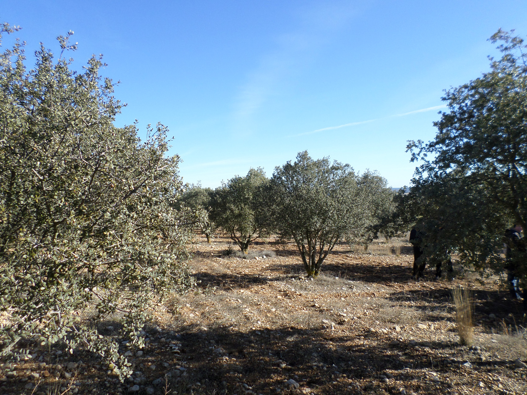 Aurelio_Gómez-Miranda_bloG-M_El_Hombre_y_la_Trufa_Soria_Terreno