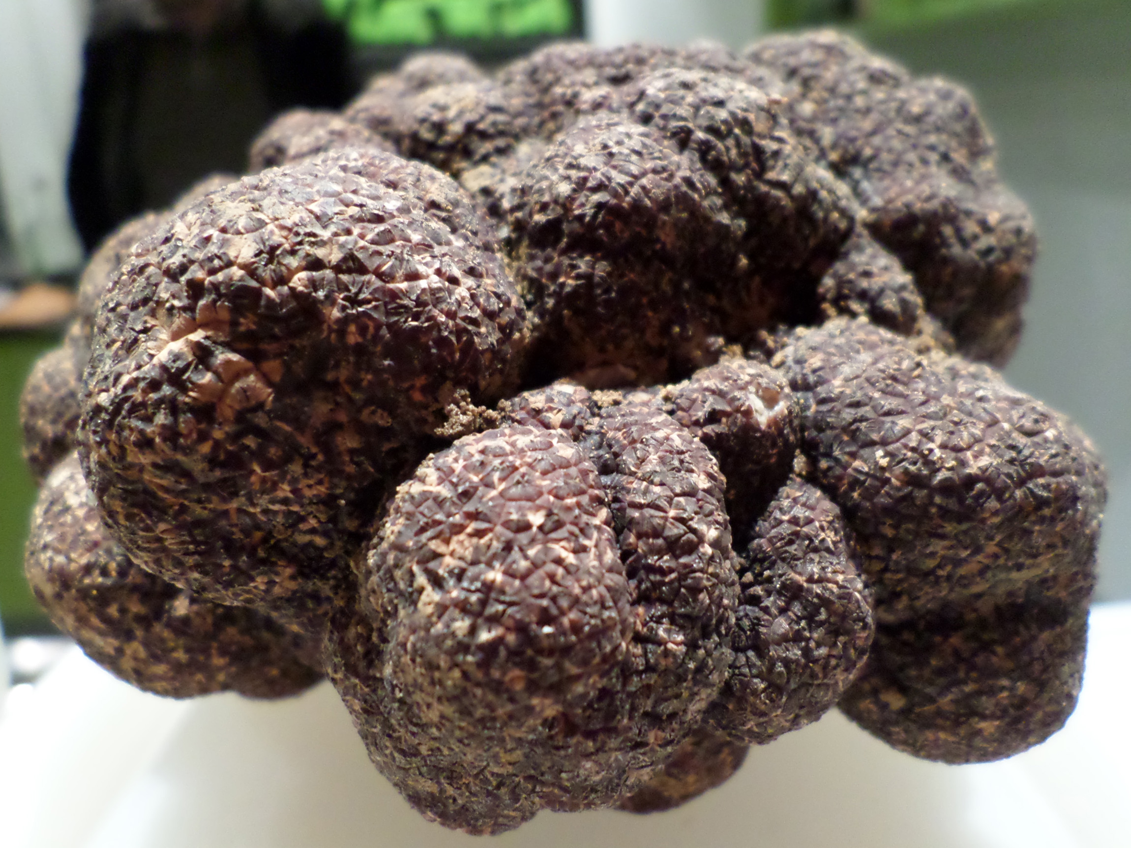 Aurelio_Gómez-Miranda_bloG-M_El_Hombre_y_la_Trufa_Soria_Ejemplar_Trufa_Negra_Tuber_Melanosporum_Ejemplar