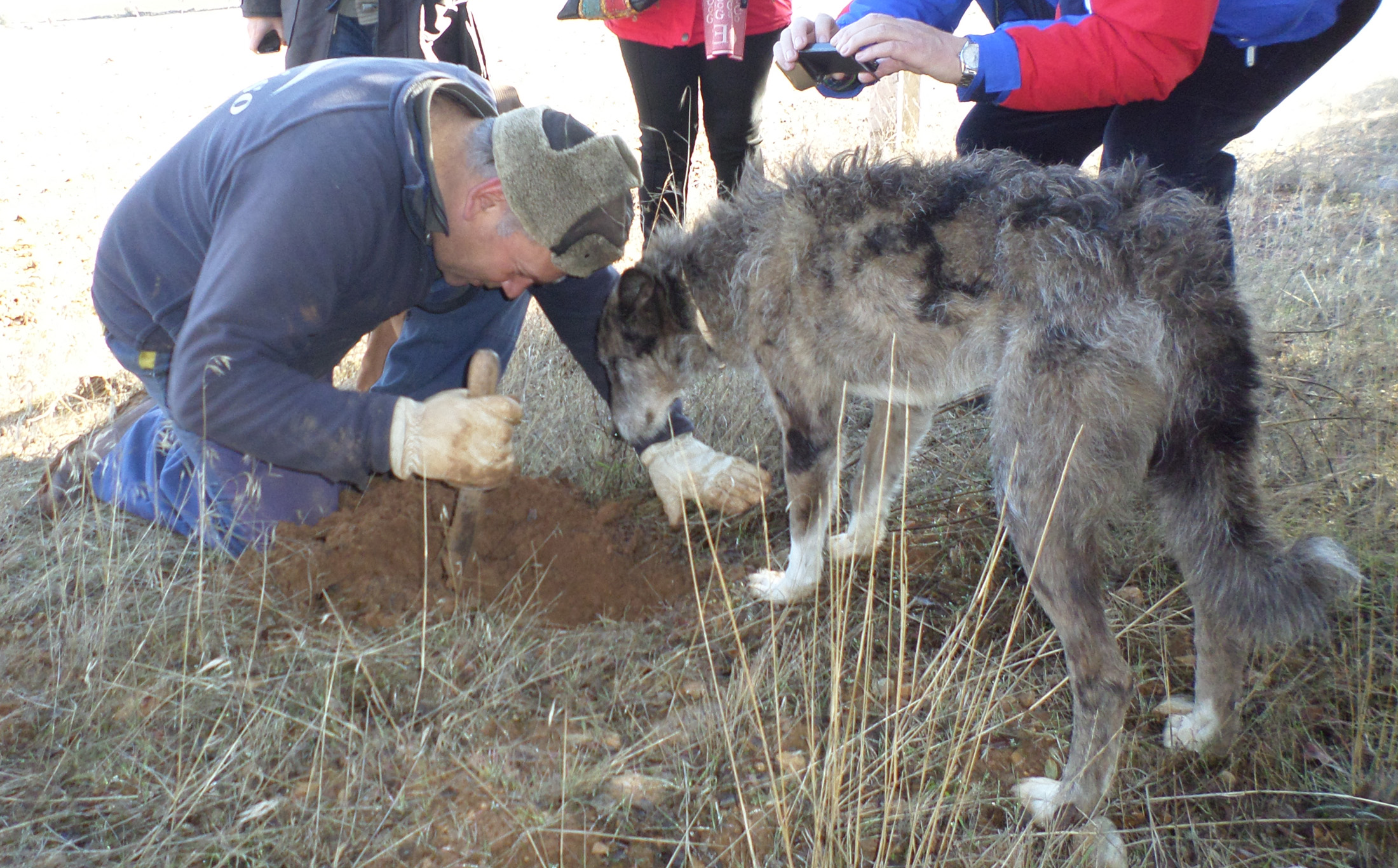Aurelio_Gómez-Miranda_bloG-M_El_Hombre_y_la_Trufa_Soria_Perro_trufero_con_Trufero