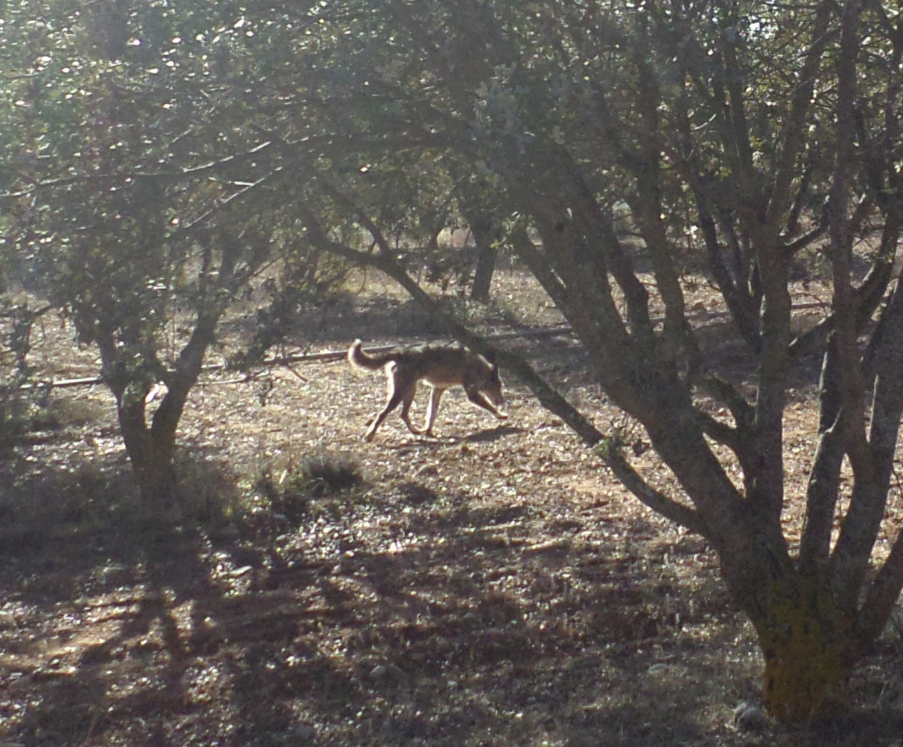 Aurelio_Gómez-Miranda_bloG-M_El_Hombre_y_la_Trufa_Soria_Perro_trufero_en_Trufal