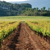 Limites-do-valencia-vino-de-valencia_thumb