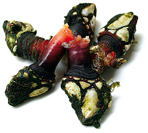 Percebes de Cabo Peñas