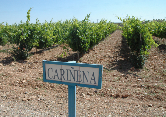 Viñedos de Carñena