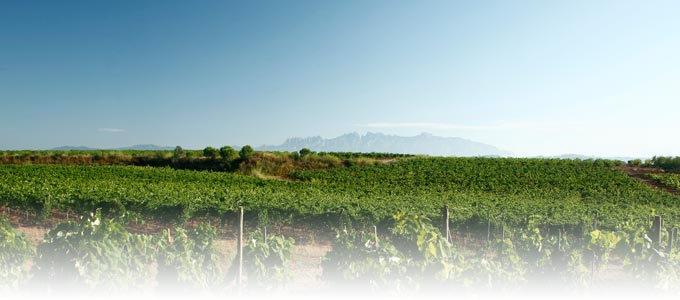 viñedos de Cavas Recaredo