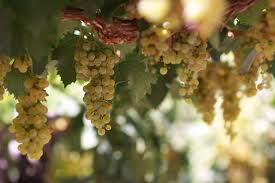 Vinos Plurivarietales