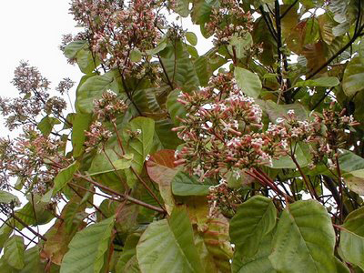 planta de la quinina