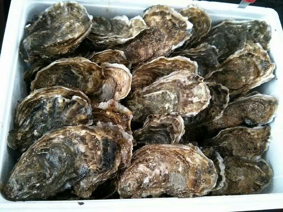 Ostras del Eo