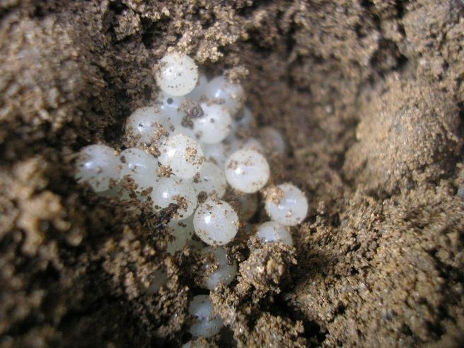 Cultivo de caviar blanco