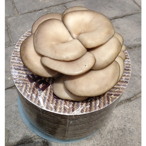 Producto final del queso de las setas