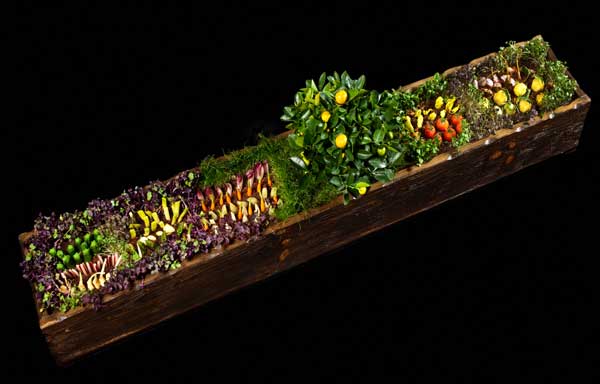 Huerto de hierbas amargas y verdura encurtidas