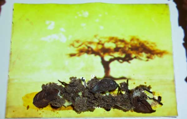 Raíces de chocolate con manzana y orejones