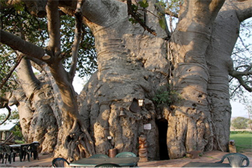 Baobab Bar