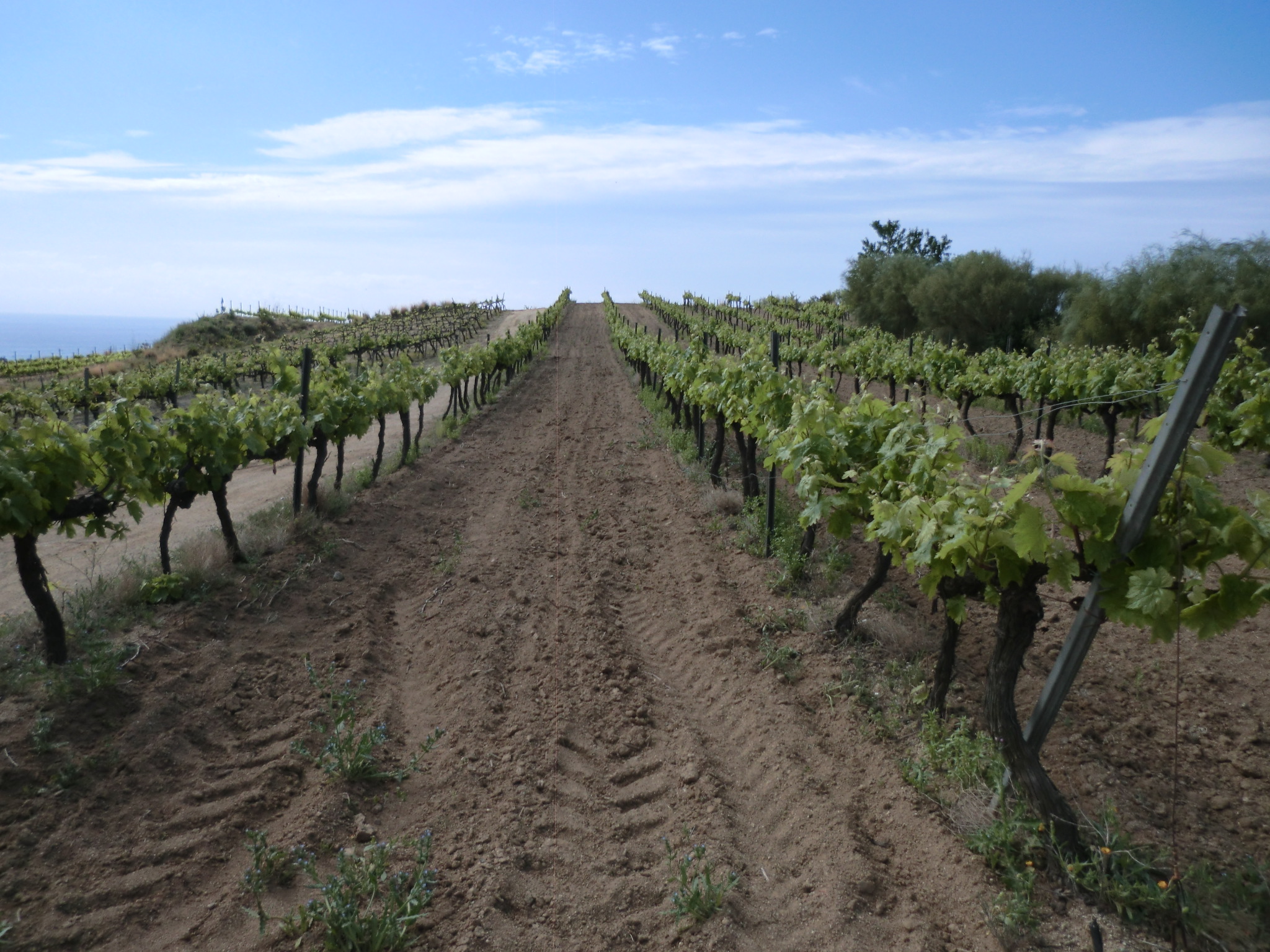 Viñas Pansa Blanca