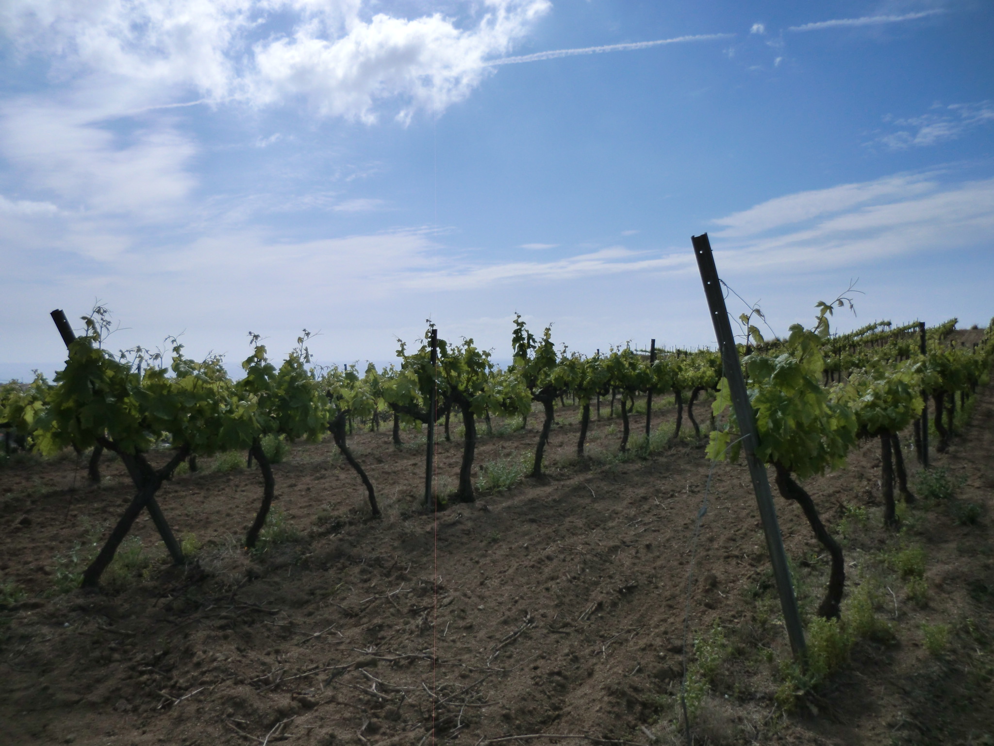 viñas en suelo de 