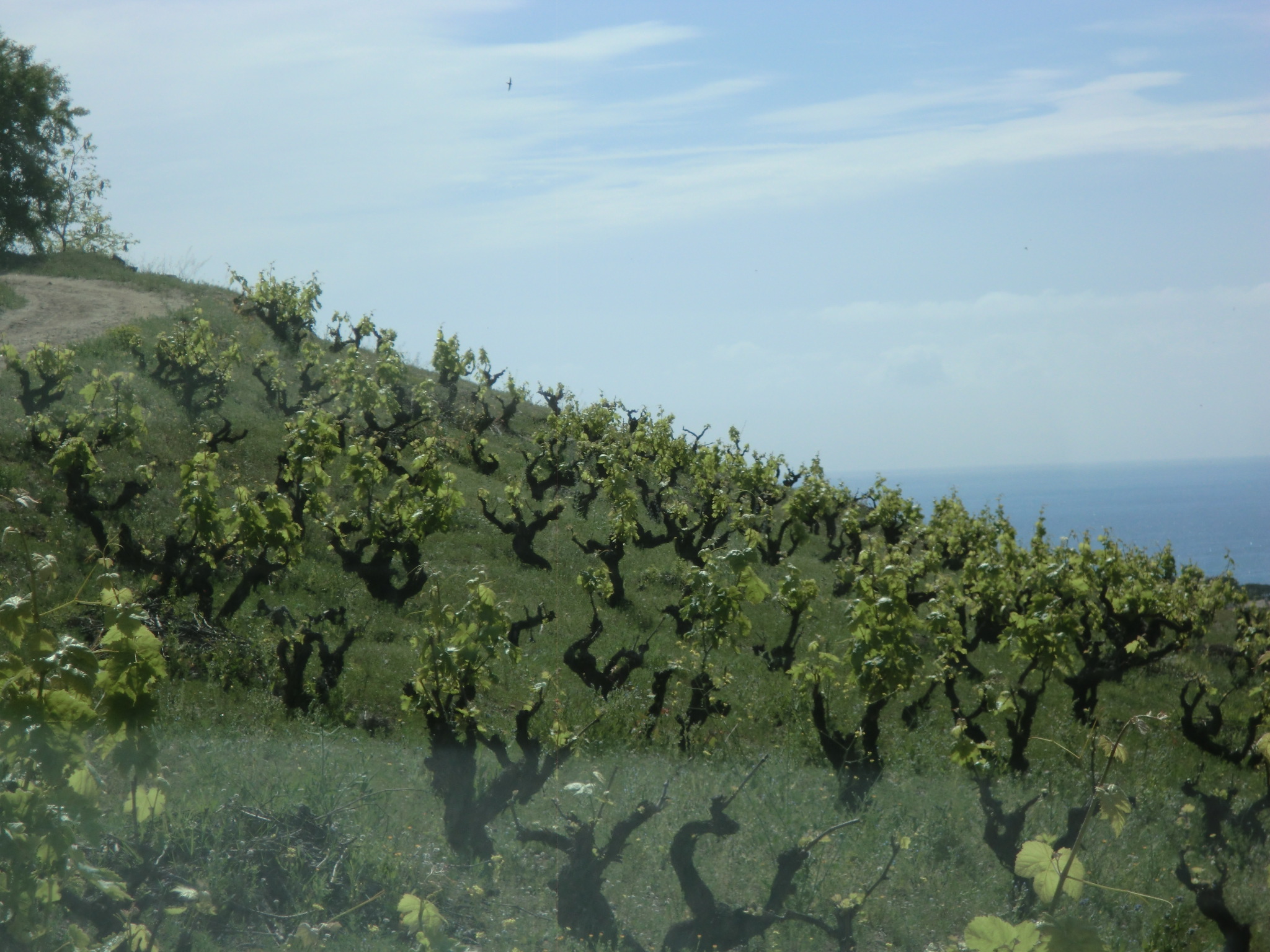 Viñas viejas