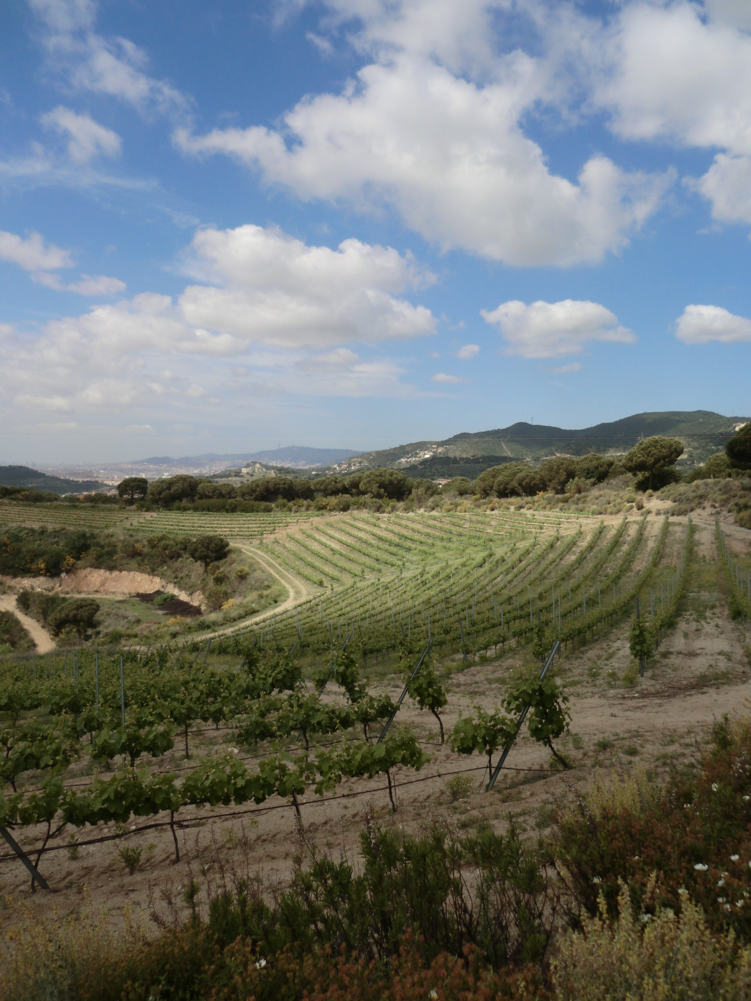 Panorámica de las viñas