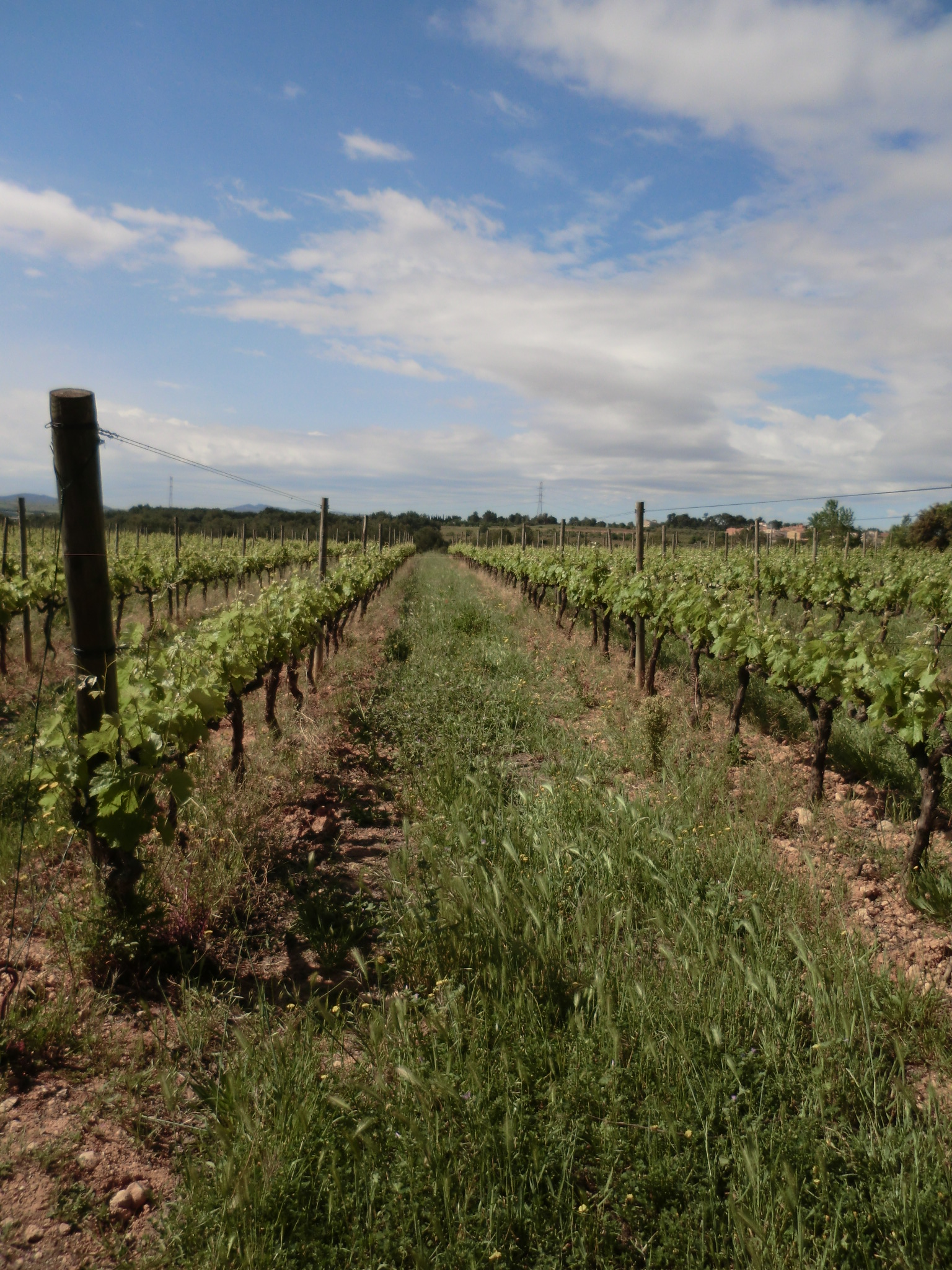 Viñedos Recaredo