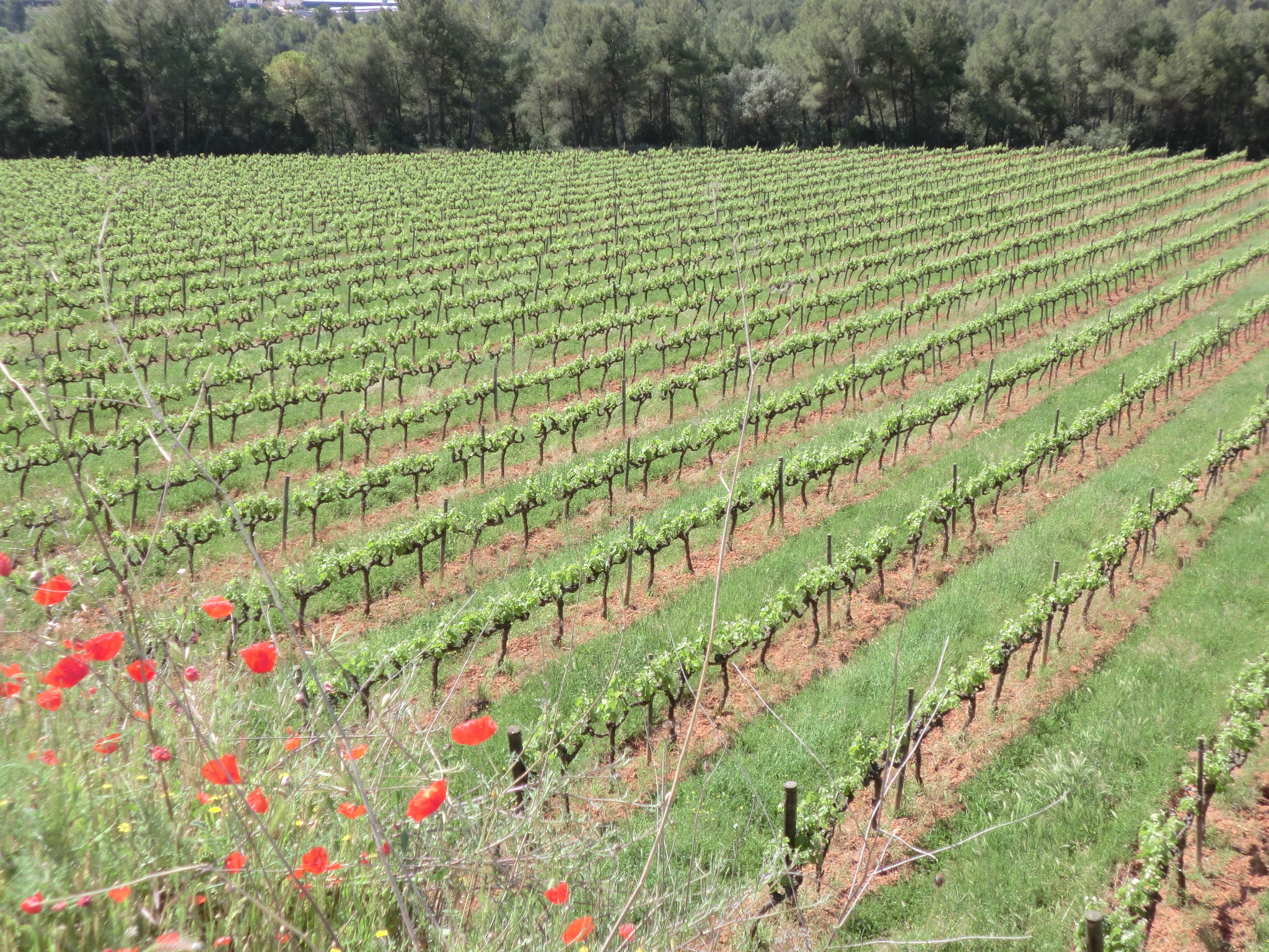 Panoràmica de los viñedos.