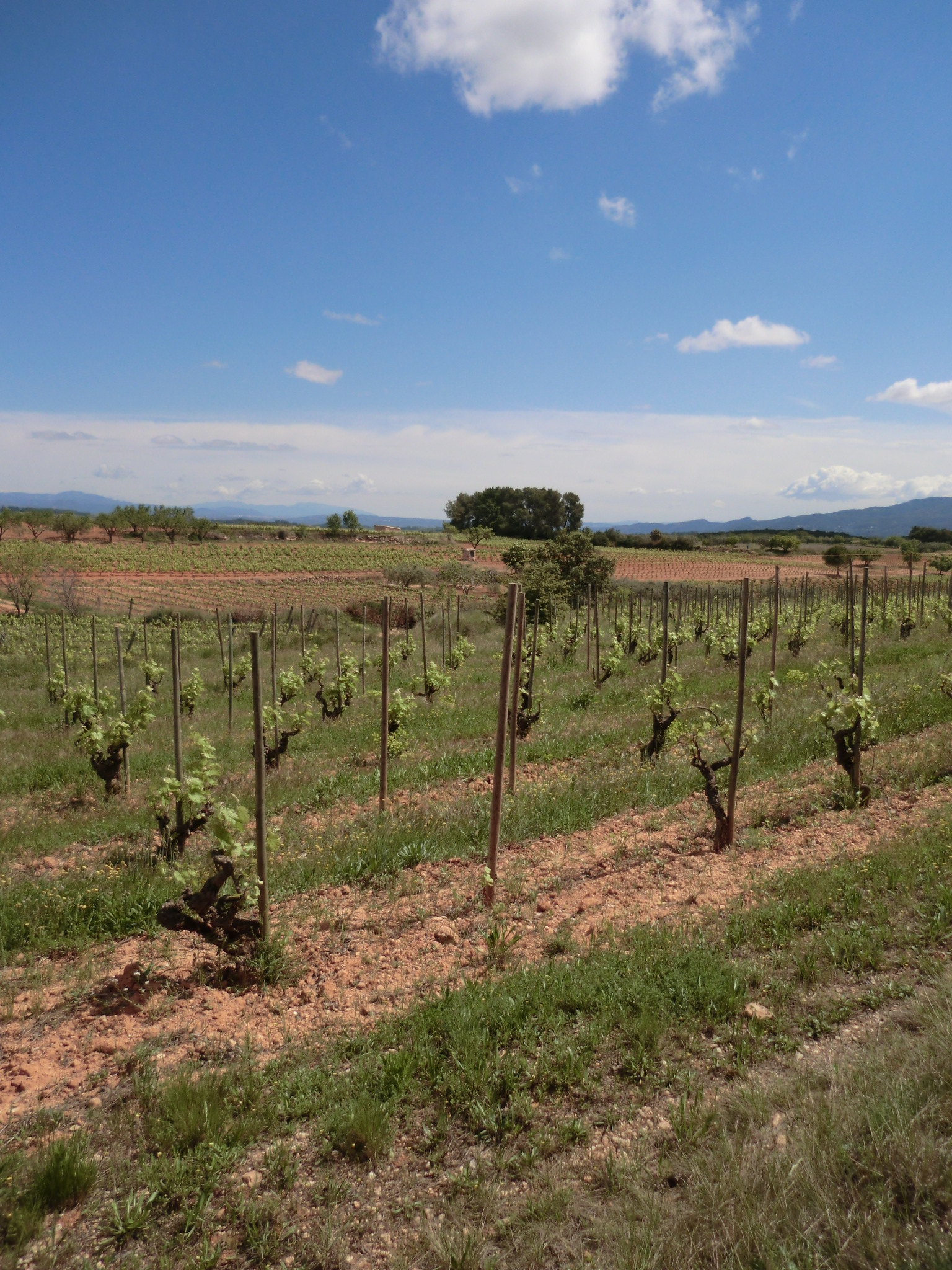 Turó d'en Mota.