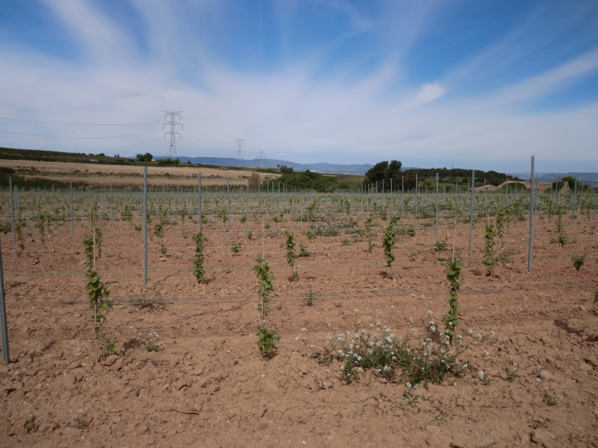Viñedo joven de pinot noir.