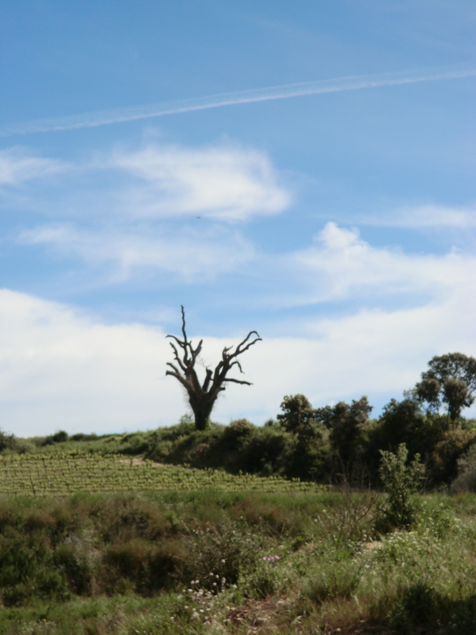 Vistas sobre los viñedos.