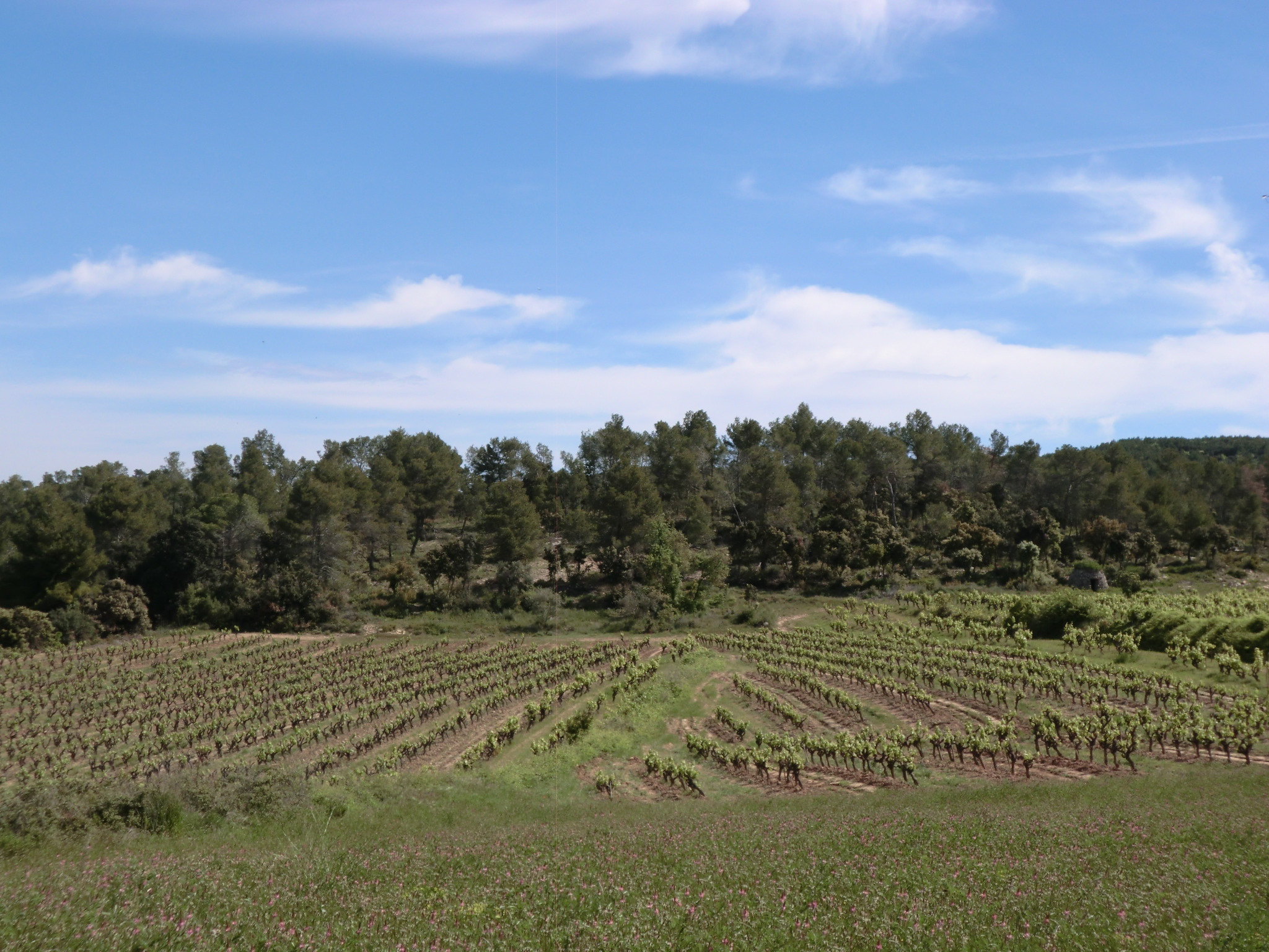 Viñedos cerca del bosque.