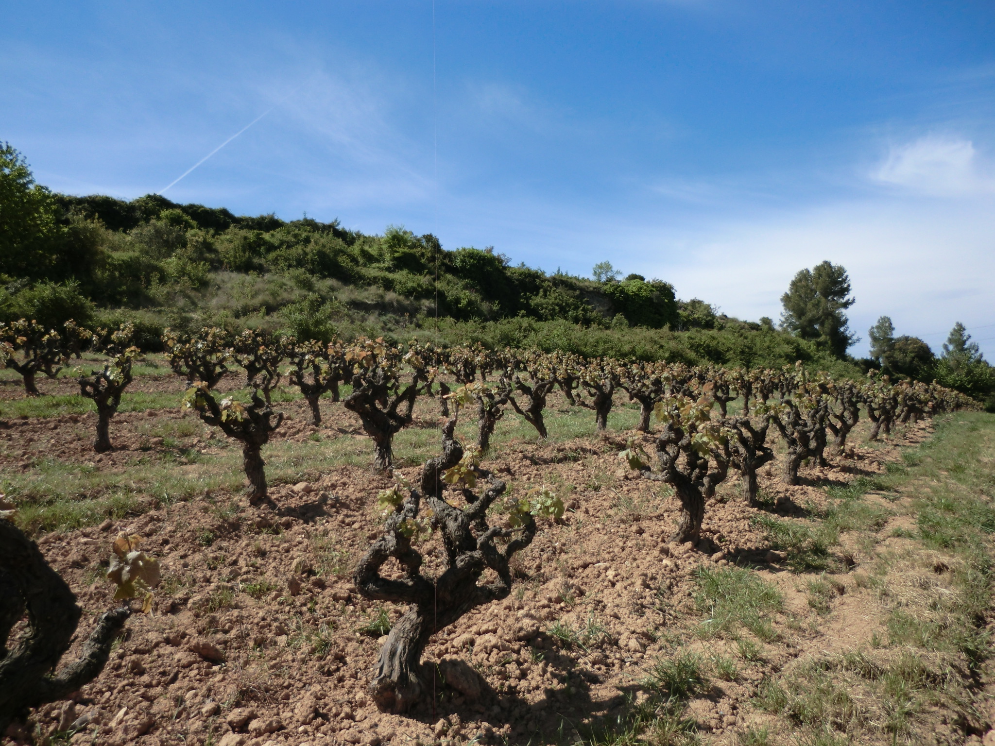 Viñedos de cepas viejas.