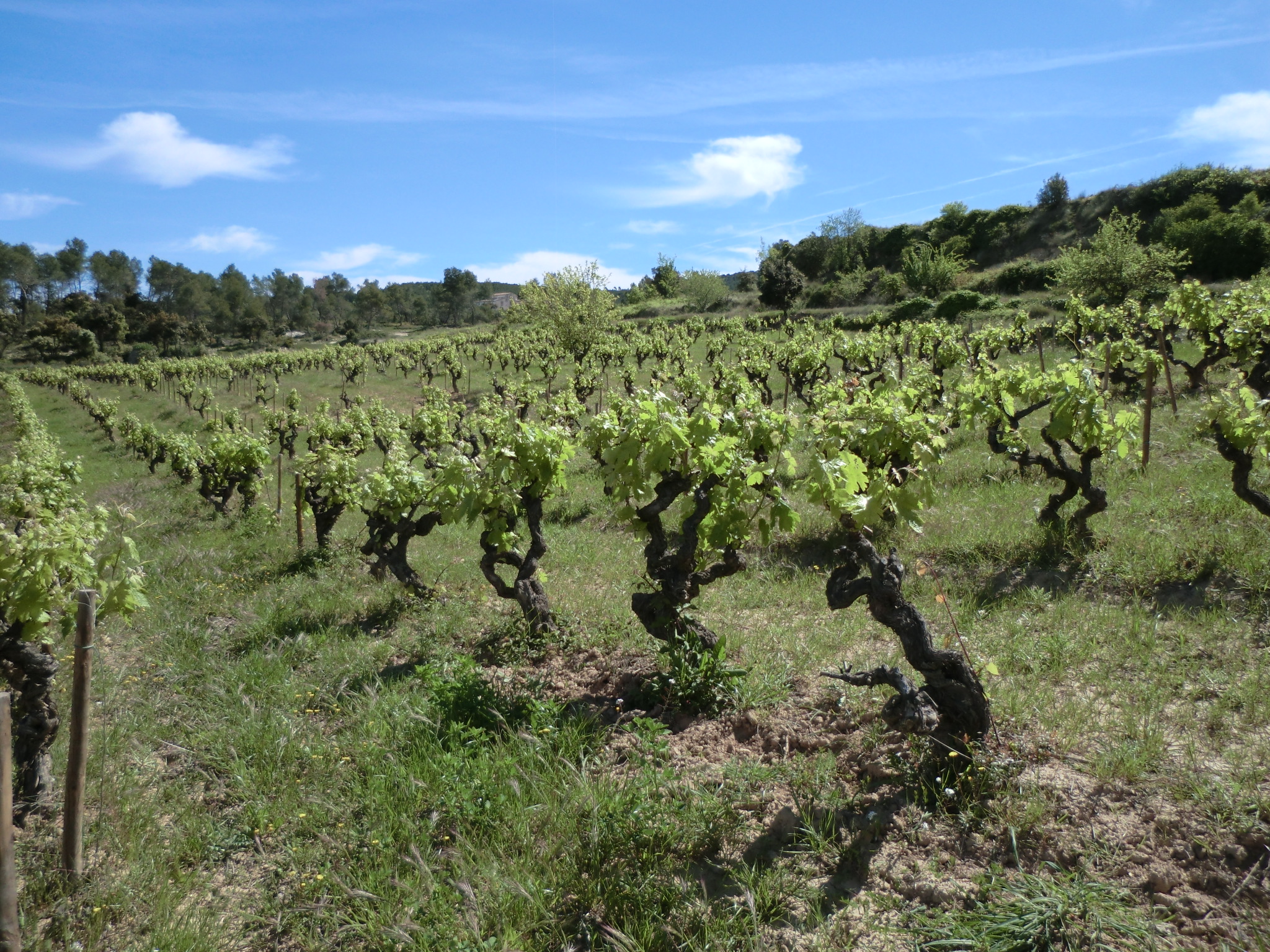 Viñedos cepas viejas.