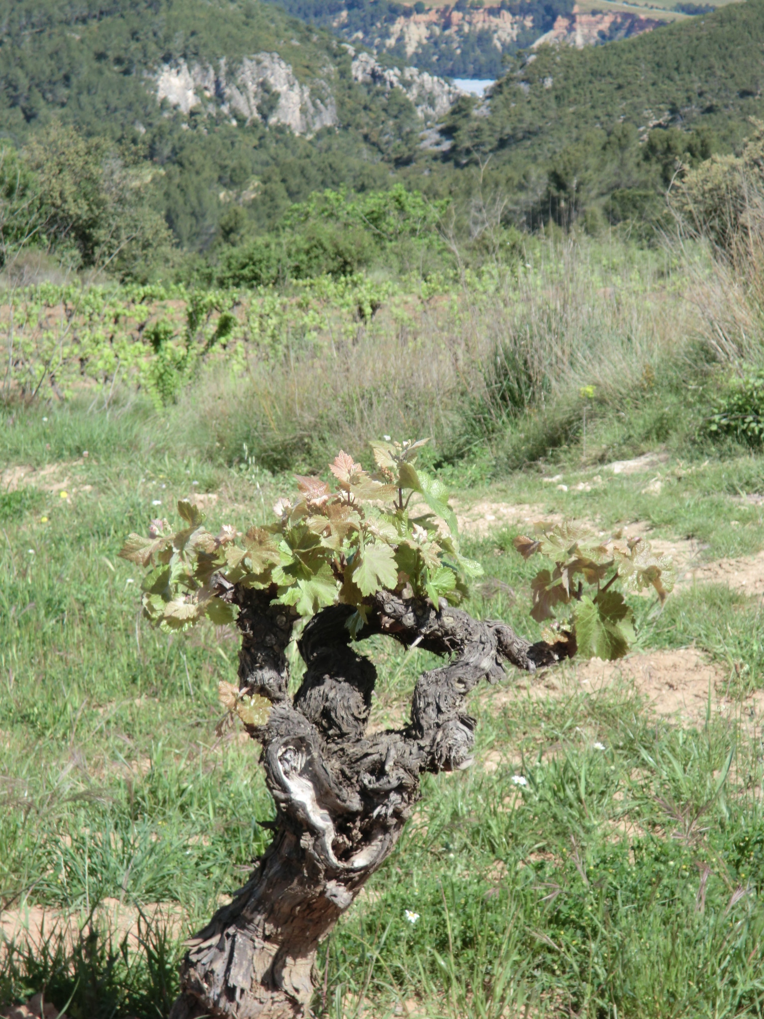 Cepa vieja cerca del Mas Cal Ros.