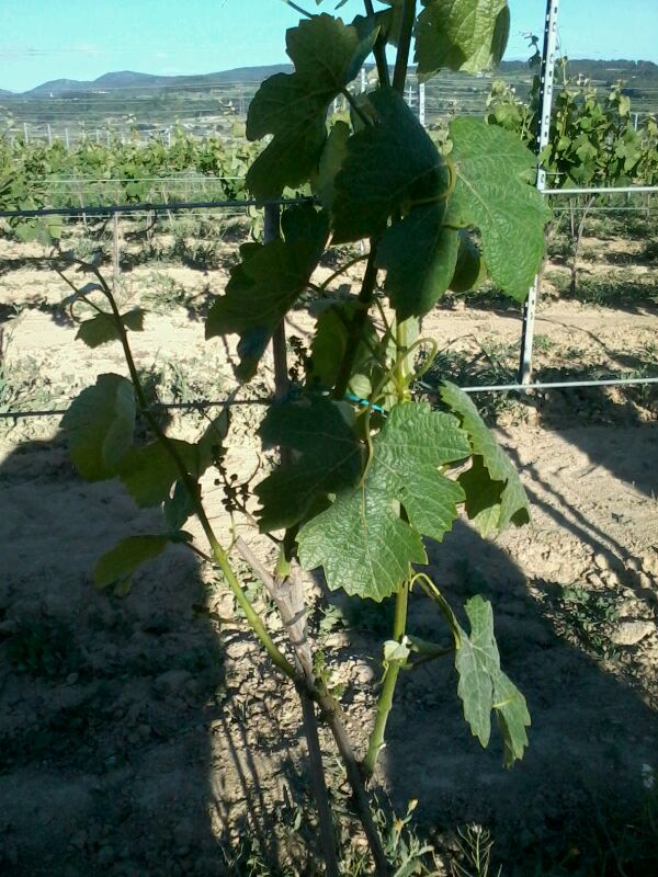 Cepa en poda gullot.