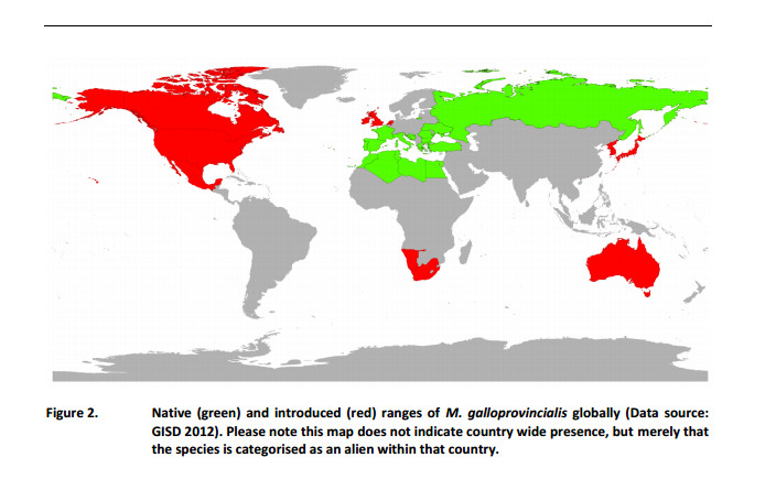 distribucion mundial de galloprovincialis