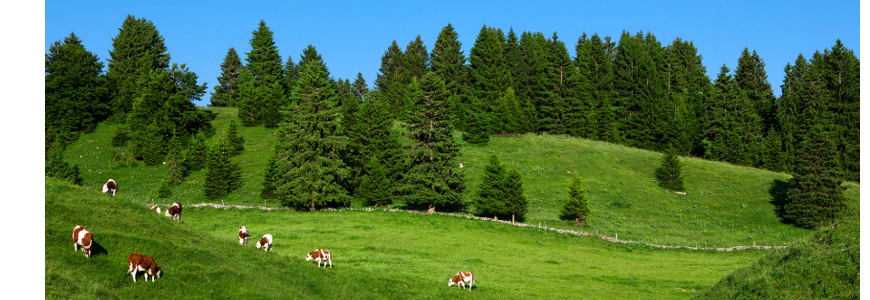 Pradera Macizo de Jura