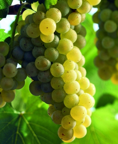 VeremaMalaga_cata_vila_viniteca_10_uvas_blancas_gloria_chardonnay