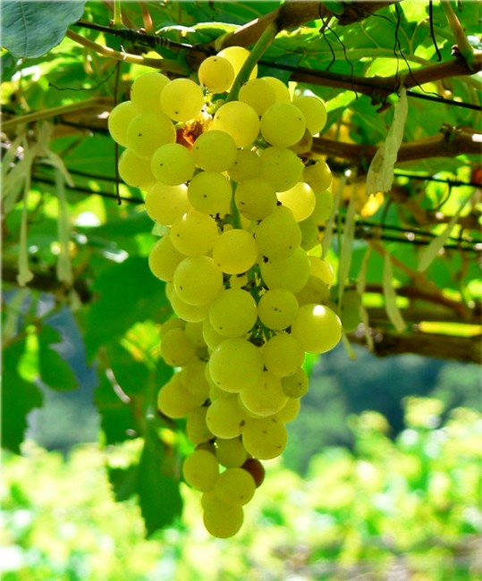 VeremaMalaga_cata_vila_viniteca_10_uvas_blancas_gloria_chenin_blanc