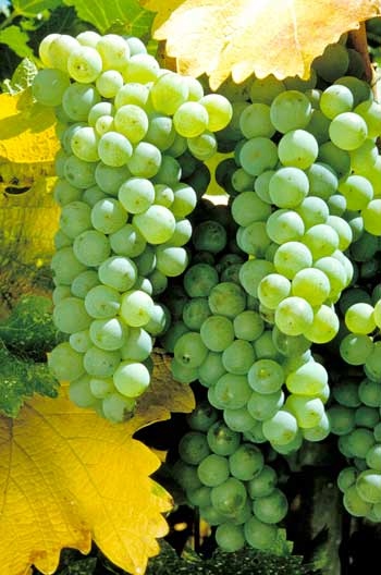 VeremaMalaga_cata_vila_viniteca_10_uvas_blancas_gloria_sauvignon_blanc