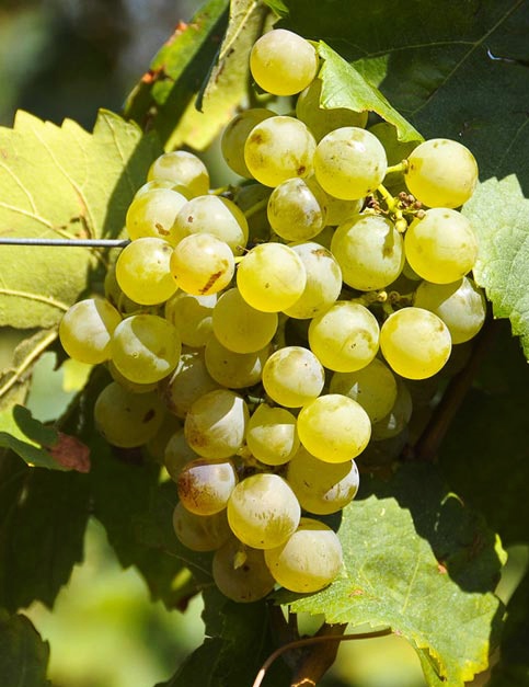 VeremaMalaga_cata_vila_viniteca_10_uvas_blancas_gloria_xarel.lo