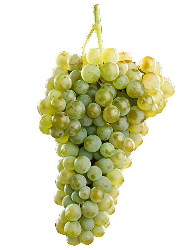 VeremaMalaga_cata_vila_viniteca_10_uvas_blancas_gloria_uva_verdejo