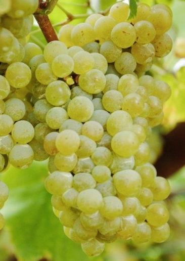 VeremaMalaga_cata_vila_viniteca_10_uvas_blancas_gloria