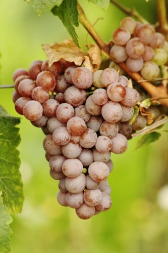 VeremaMalaga_cata_vila_viniteca_10_uvas_blancas_gloria_uva_gewurztraminer