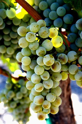 VeremaMalaga_cata_vila_viniteca_10_uvas_blancas_gloria