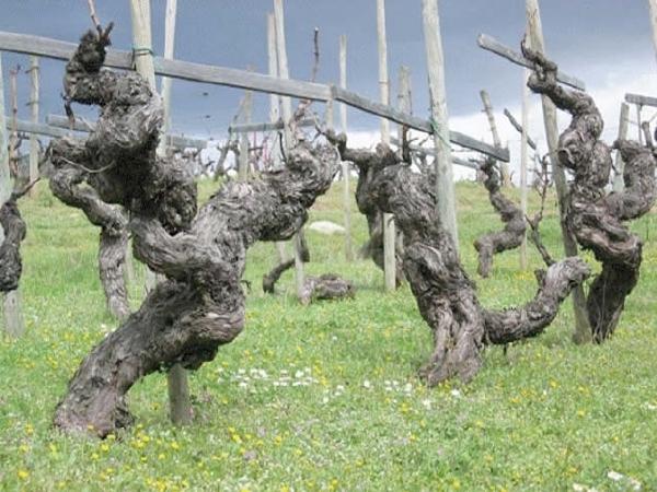 Wine & Spirits Top 100 2015: Grecia