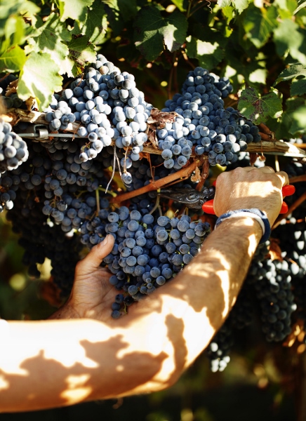 Lambrusco_el_desconocido_