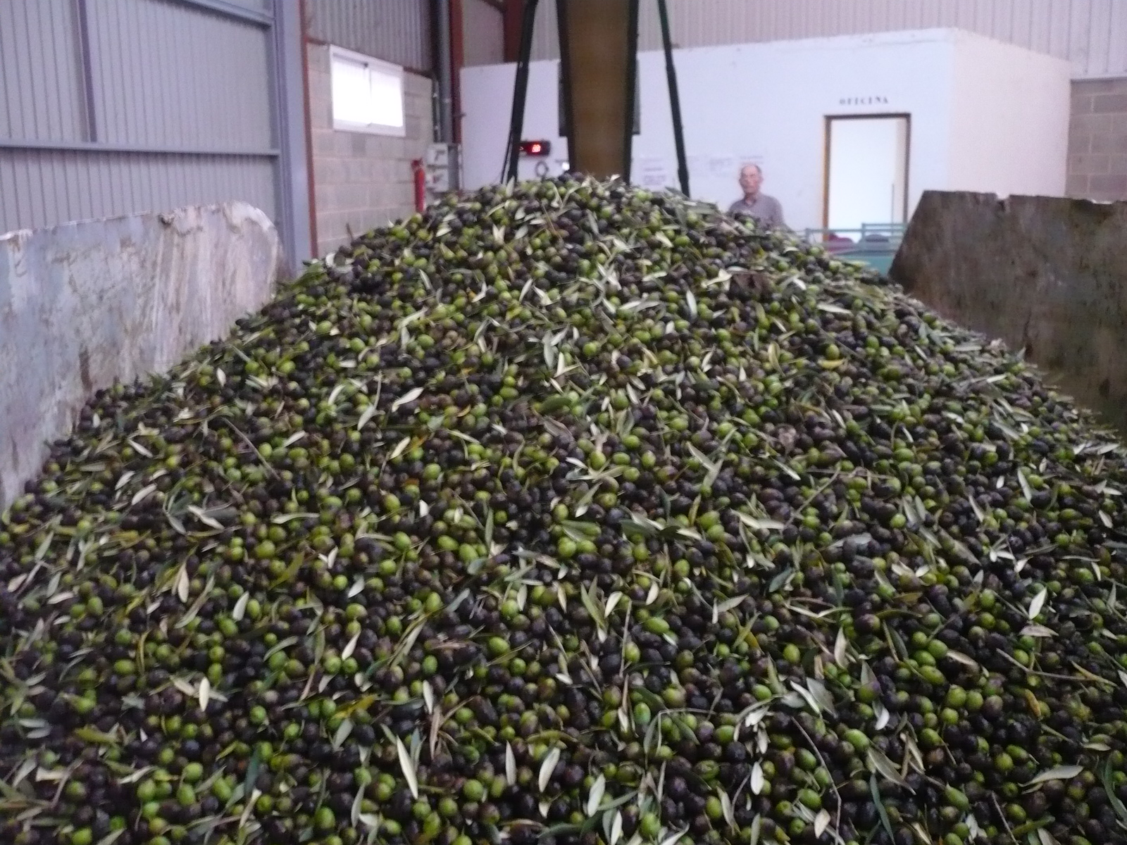 en la almazara para su transporte