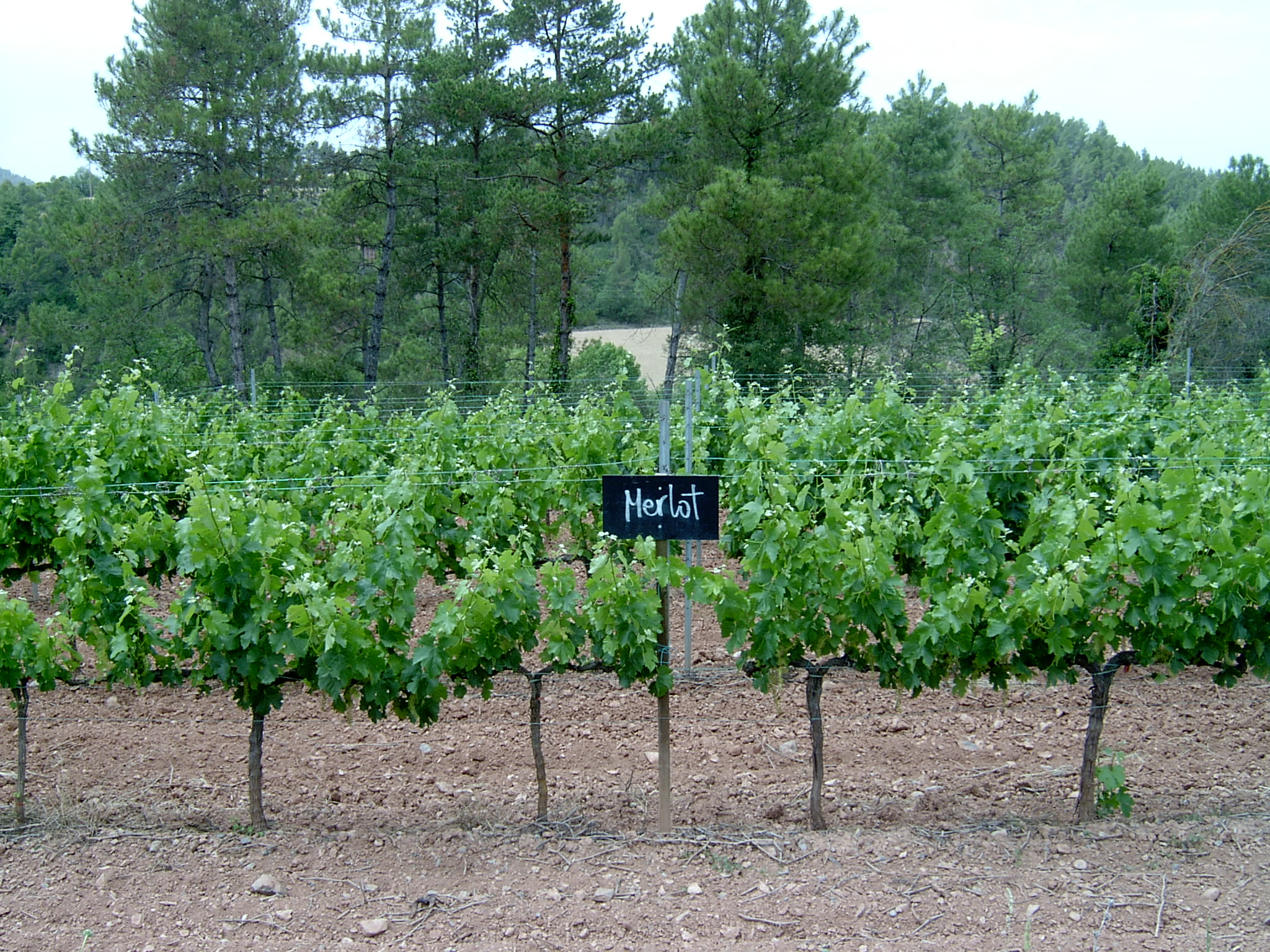 Viña Merlot de las Bodegas Abadal