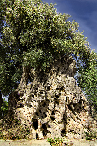 La olivera grossa