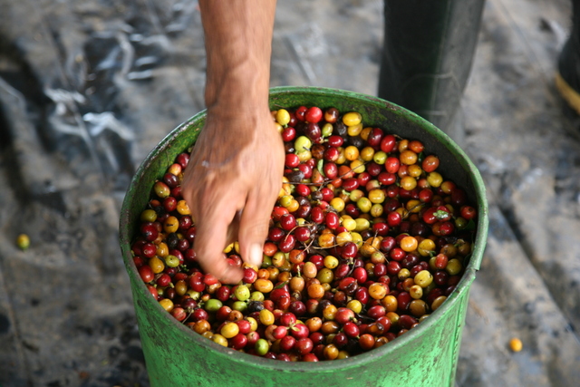 Proceso de selección del café