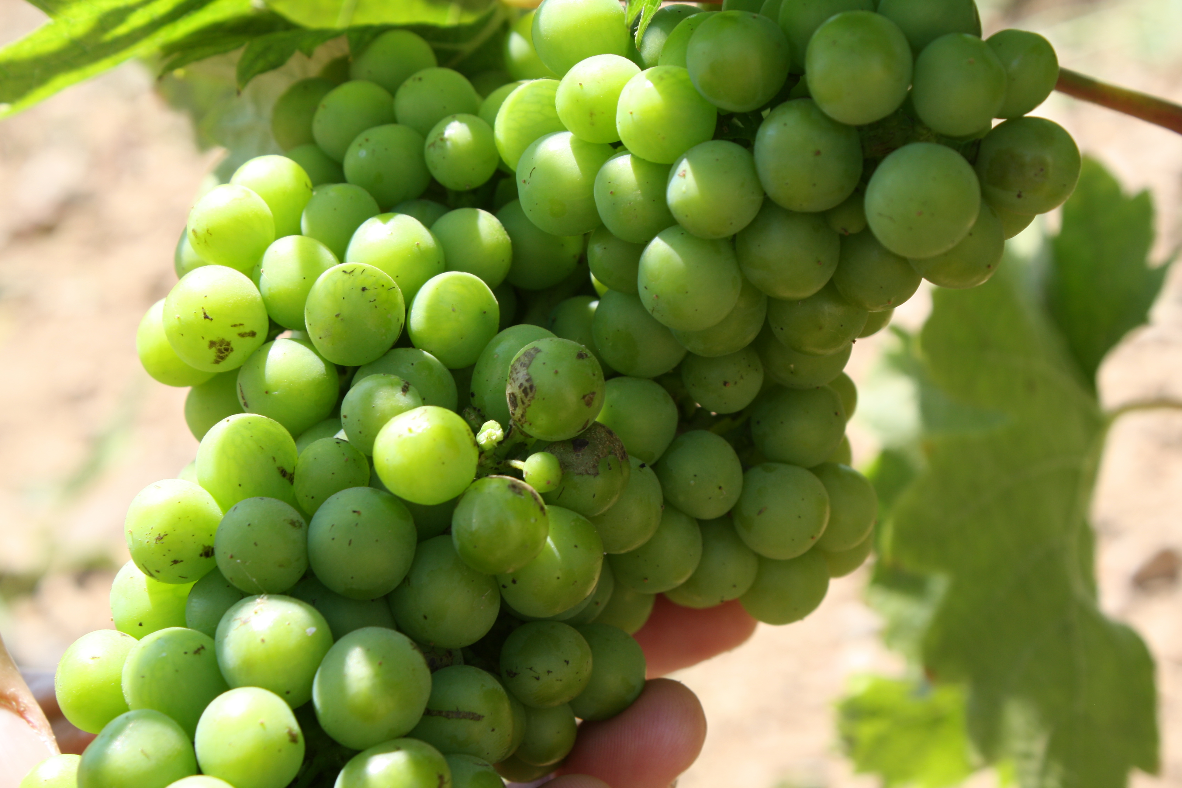 Tempranillo
