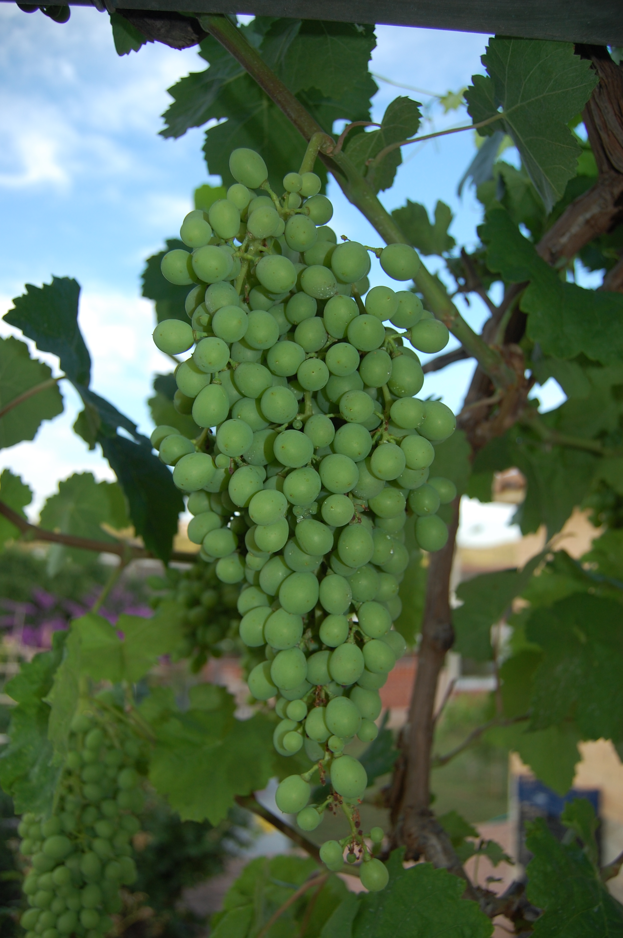 Racimo Uva Blanca